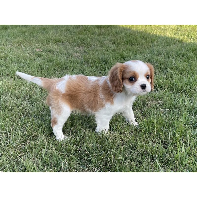 販売中の茨城県のキャバリアキングチャールズスパニエル-416704の17枚目