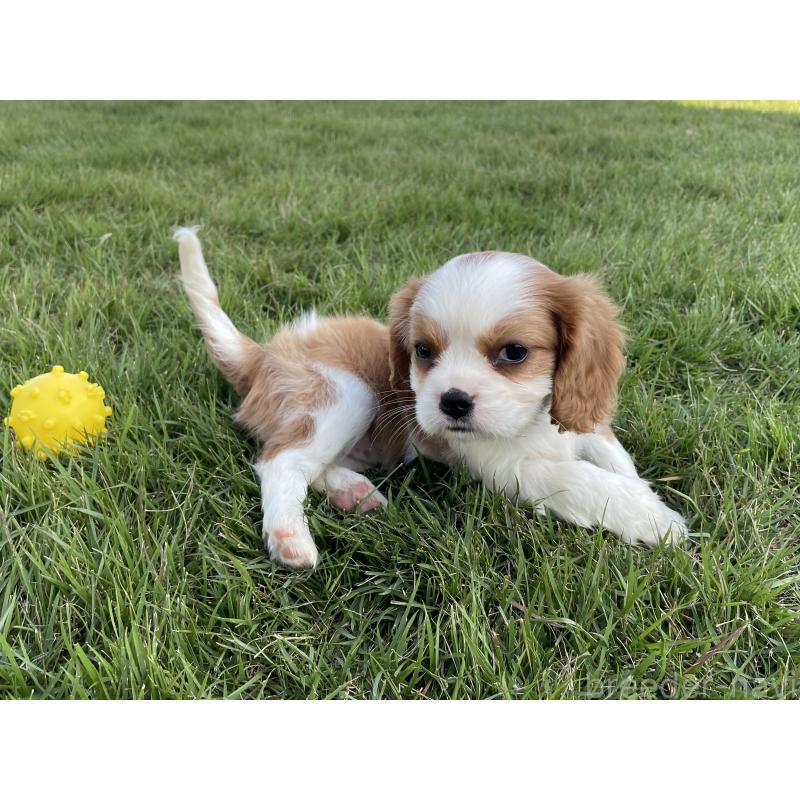 販売中の茨城県のキャバリアキングチャールズスパニエル-416704の16枚目