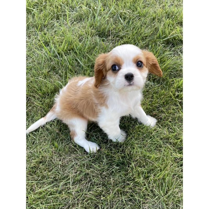 販売中の茨城県のキャバリアキングチャールズスパニエル-416704の15枚目