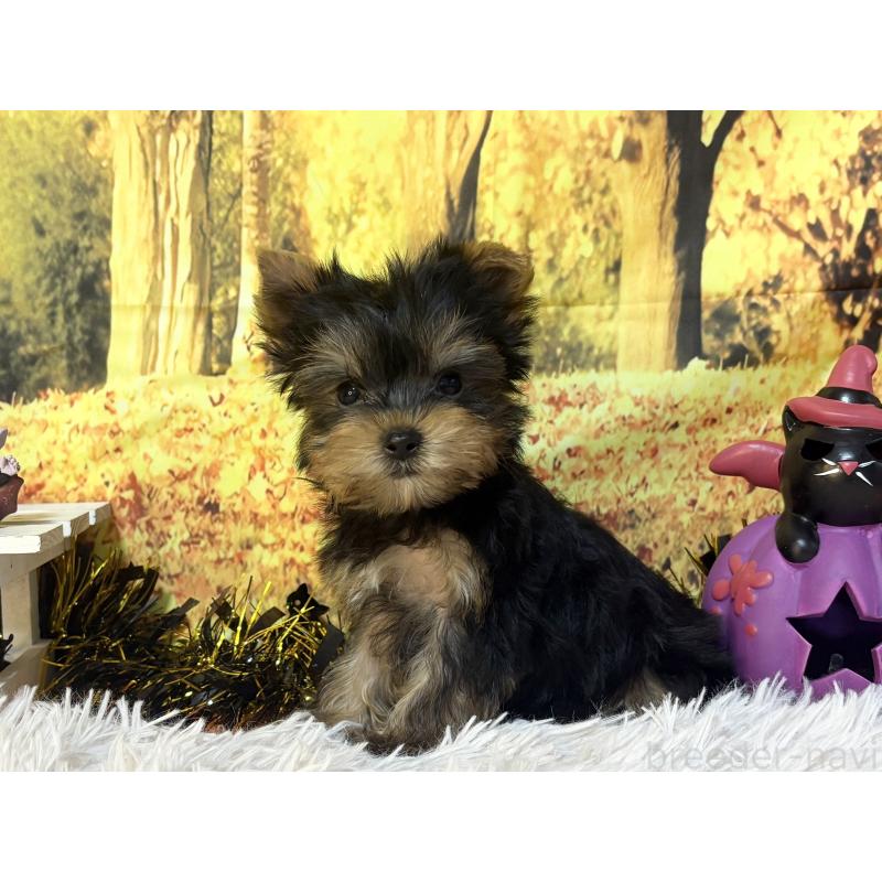 販売中の秋田県のヨークシャーテリア-418021の5枚目