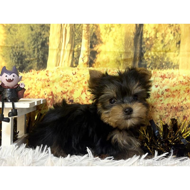 販売中の秋田県のヨークシャーテリア-418021の4枚目