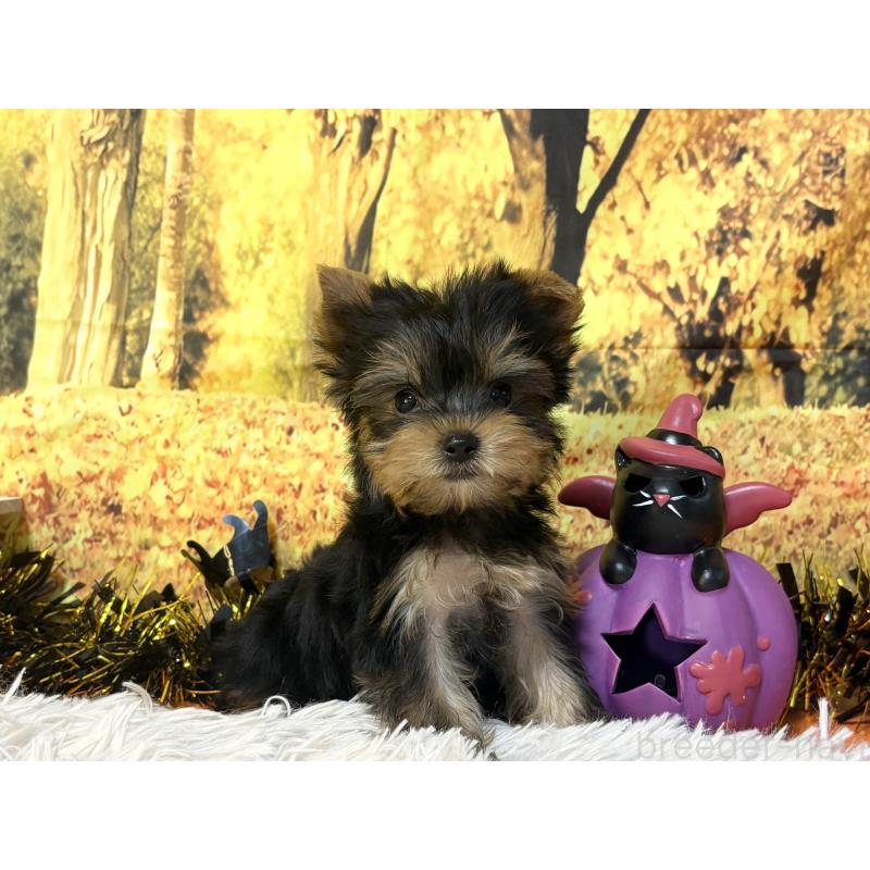 販売中の秋田県のヨークシャーテリア-418021の3枚目