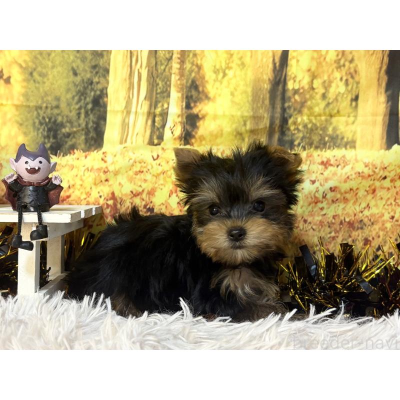 販売中の秋田県のヨークシャーテリア-418021の2枚目