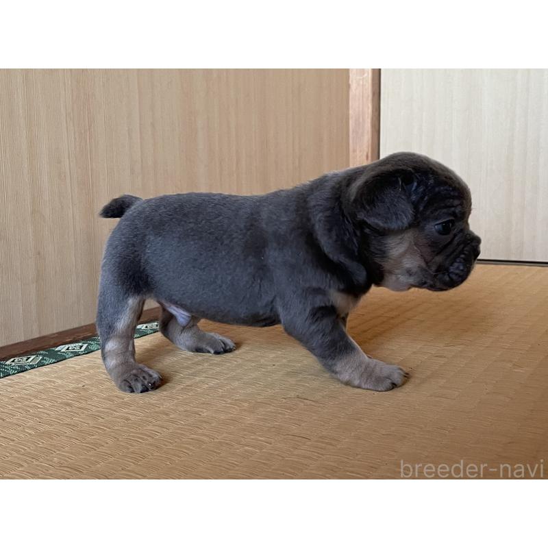 成約済の茨城県のフレンチブルドッグ-421519の13枚目