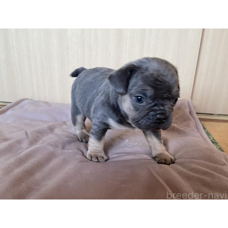 成約済の茨城県のフレンチブルドッグ-421519の12枚目