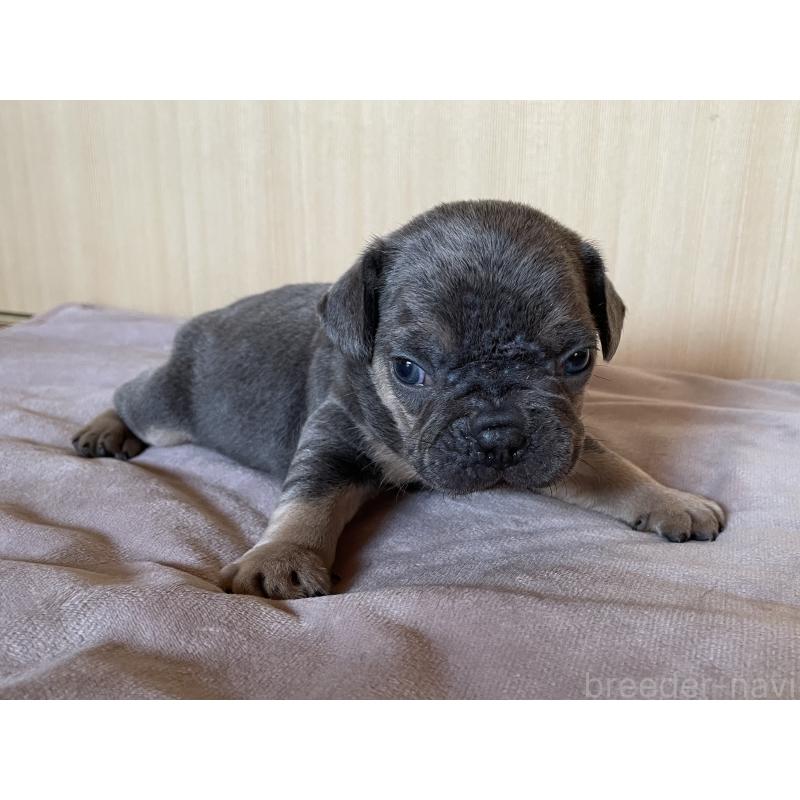 成約済の茨城県のフレンチブルドッグ-421519の11枚目