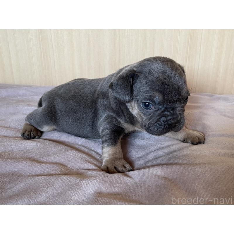 成約済の茨城県のフレンチブルドッグ-421519の10枚目