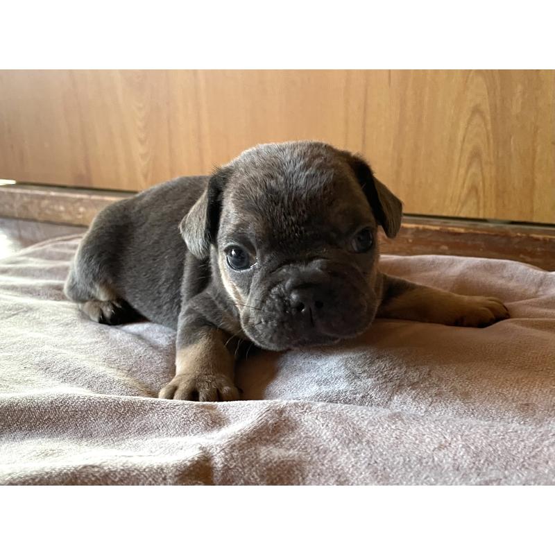 成約済の茨城県のフレンチブルドッグ-421519の9枚目