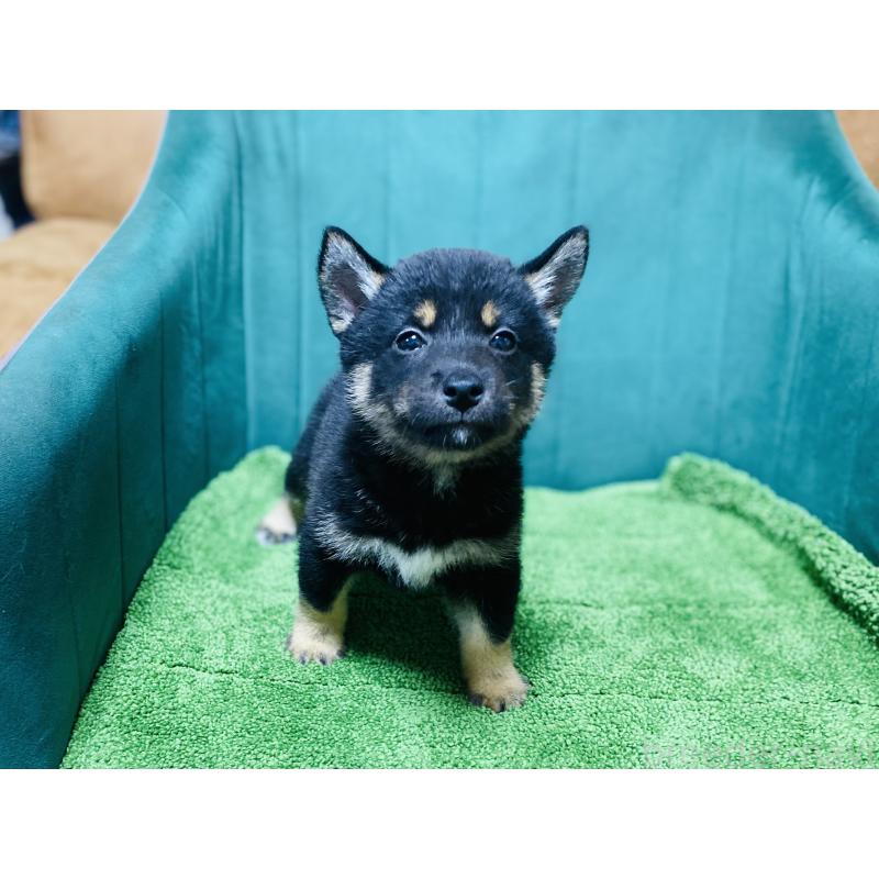 販売中の茨城県の豆柴-422532の5枚目