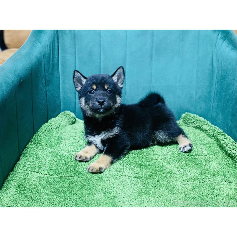 販売中の茨城県の豆柴-422532の3枚目