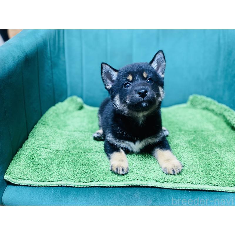 販売中の茨城県の豆柴-422532の2枚目