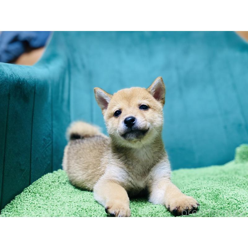 販売中の茨城県の豆柴-422533の4枚目