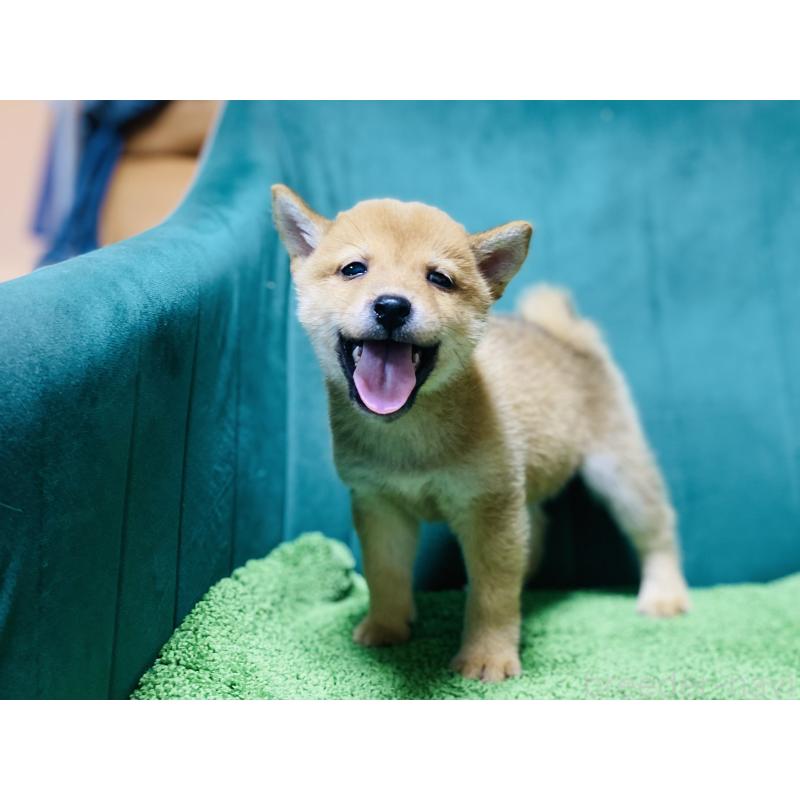 販売中の茨城県の豆柴-422533の3枚目