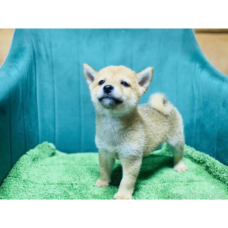 販売中の茨城県の豆柴-422533の2枚目