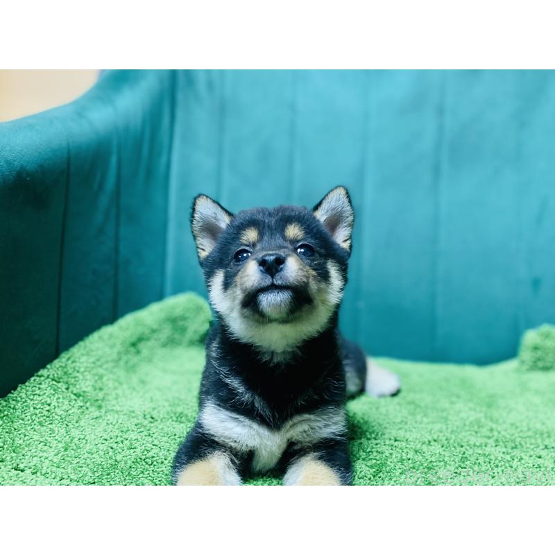 販売中の茨城県の豆柴-422534の5枚目