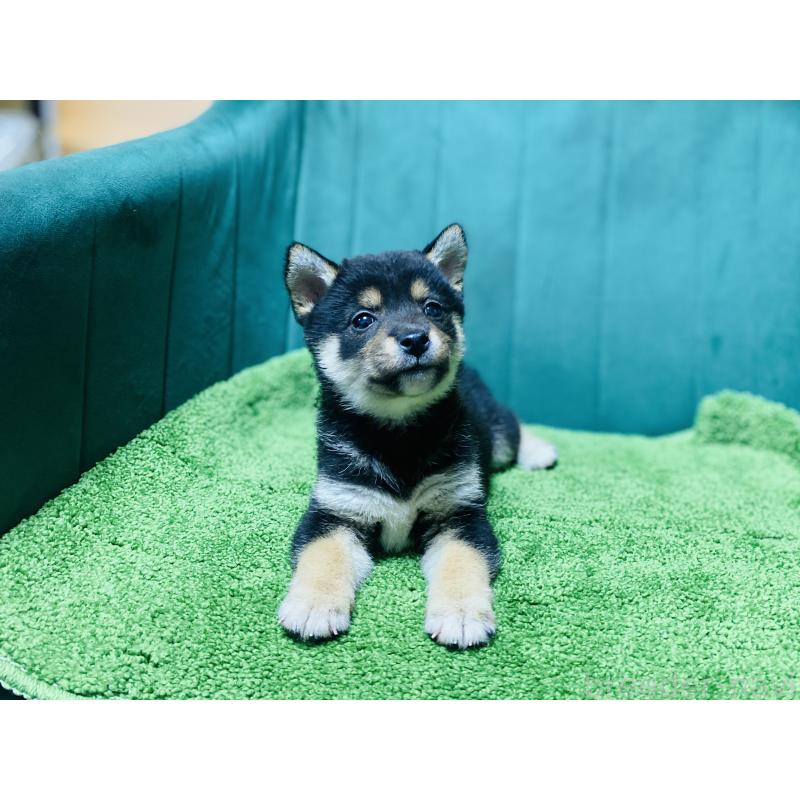 販売中の茨城県の豆柴-422534の4枚目