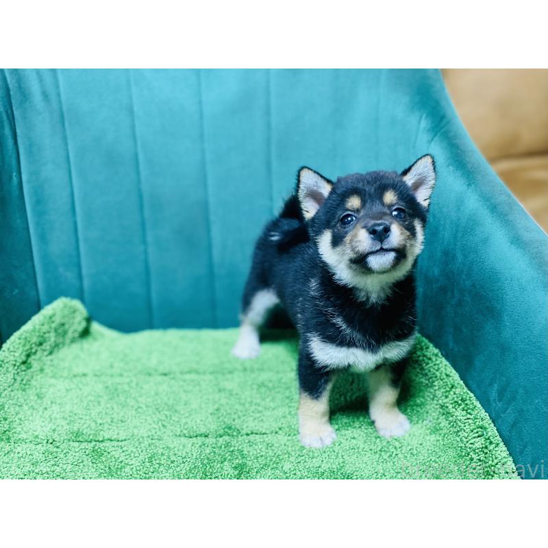 販売中の茨城県の豆柴-422534の3枚目