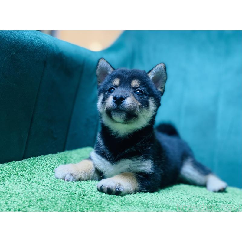 販売中の茨城県の豆柴-422534の2枚目