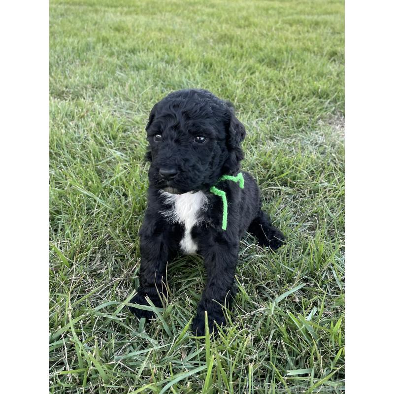 販売中の茨城県のスタンダードプードル-422538の8枚目