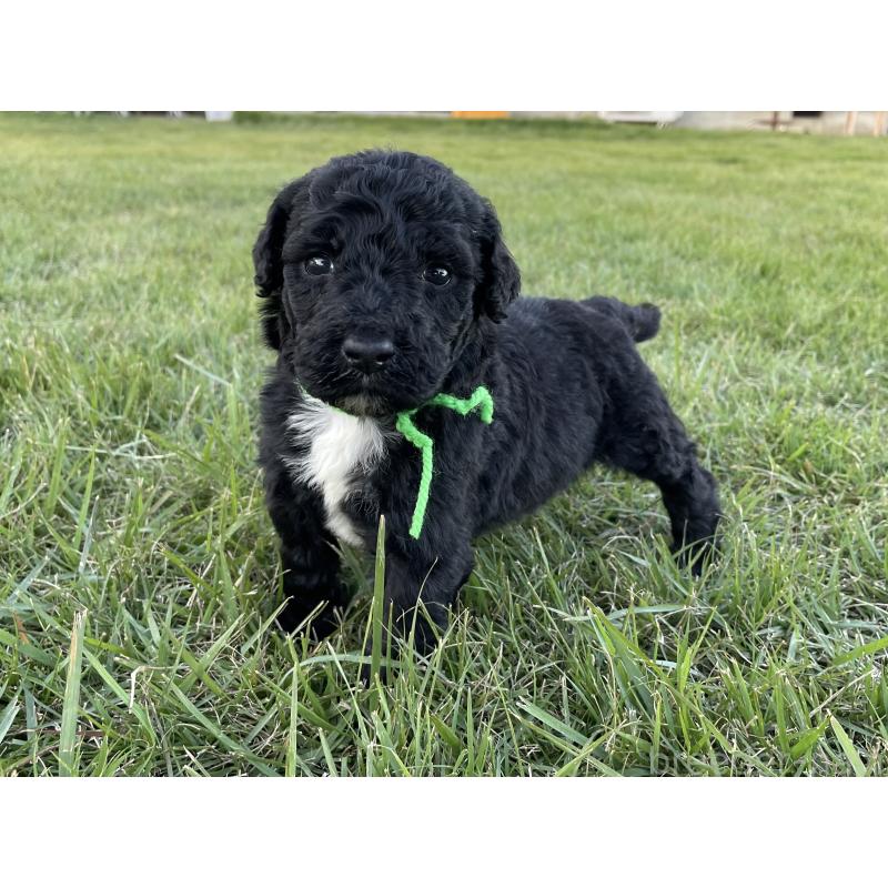 販売中の茨城県のスタンダードプードル-422538の7枚目