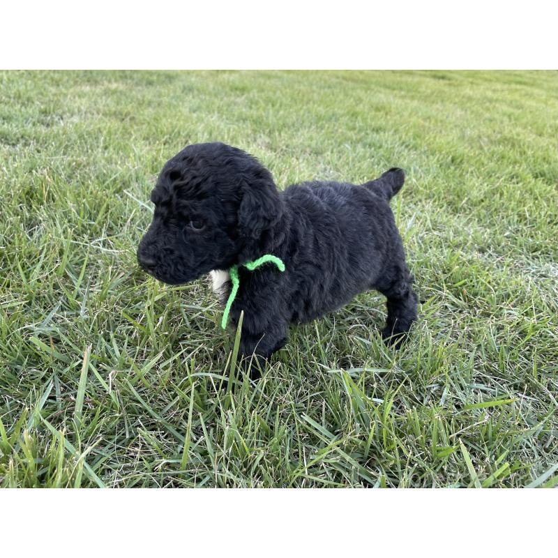 販売中の茨城県のスタンダードプードル-422538の6枚目