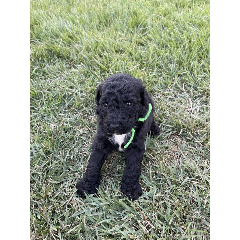 販売中の茨城県のスタンダードプードル-422538の5枚目