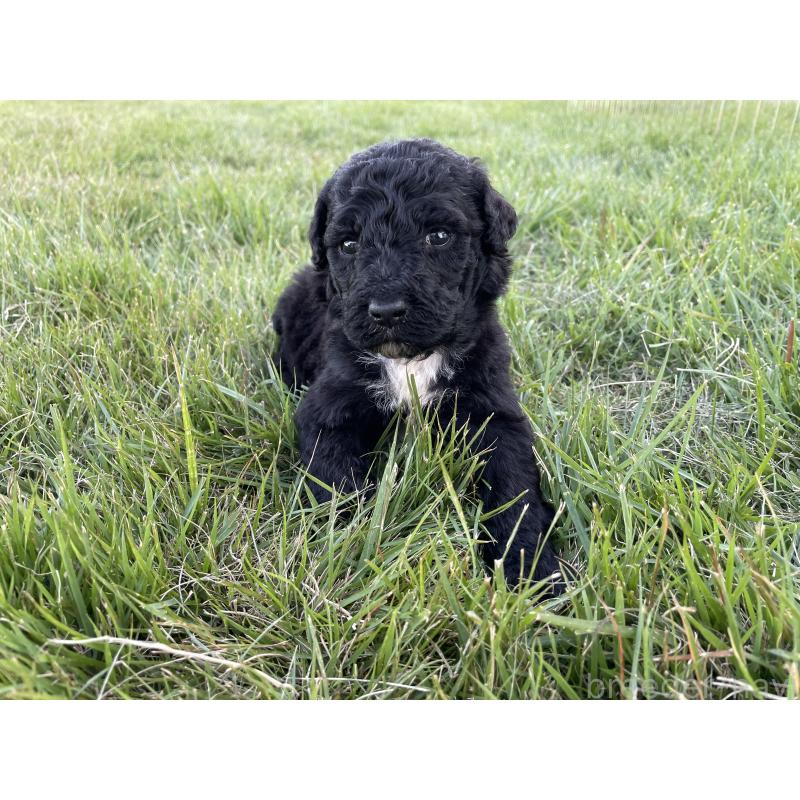 販売中の茨城県のスタンダードプードル-422538の4枚目