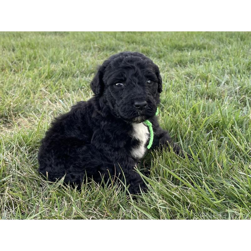 販売中の茨城県のスタンダードプードル-422538の3枚目