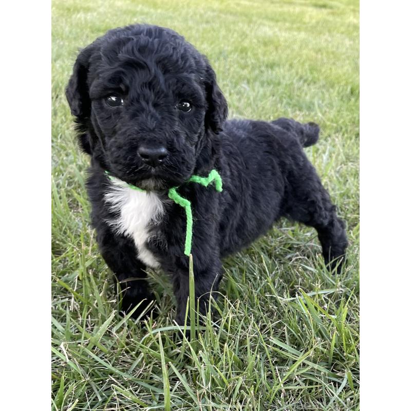 販売中の茨城県のスタンダードプードル-422538の2枚目