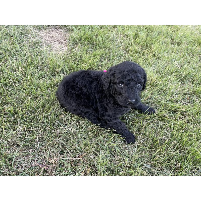 販売中の茨城県のスタンダードプードル-422539の5枚目