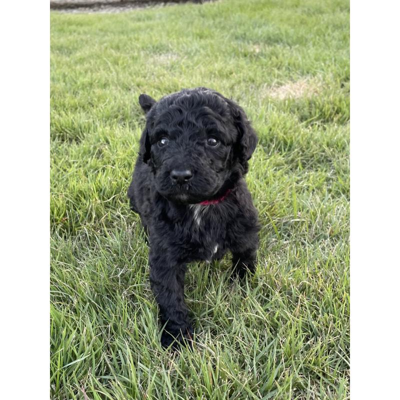 販売中の茨城県のスタンダードプードル-422539の4枚目