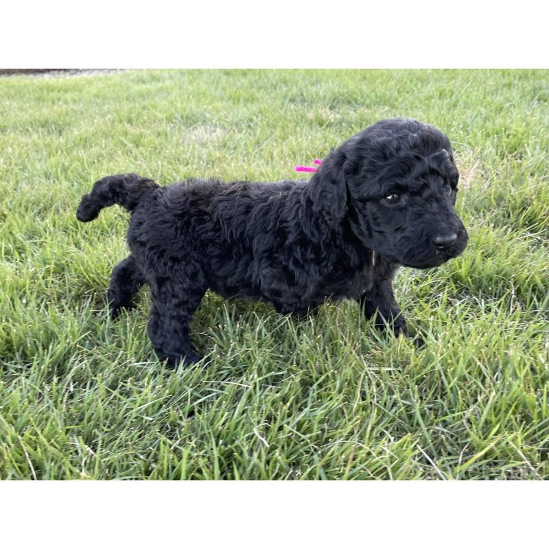 販売中の茨城県のスタンダードプードル-422539の3枚目