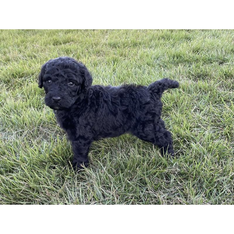 販売中の茨城県のスタンダードプードル-422539の2枚目