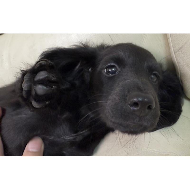 販売中の宮崎県のミニチュアダックスフンド(ロングヘアード)-422537の3枚目