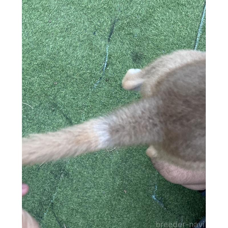 販売中の熊本県の柴犬-401019の8枚目