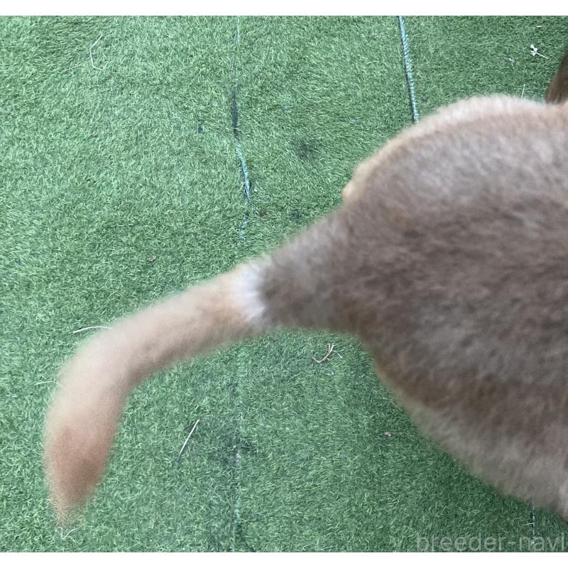 販売中の熊本県の柴犬-401019の7枚目