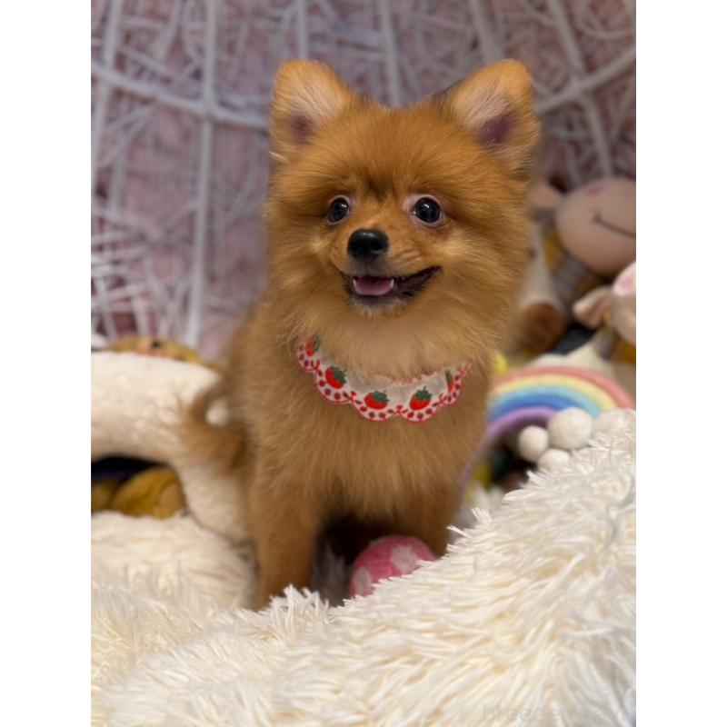 成約済の山形県のポメラニアン-381887の3枚目