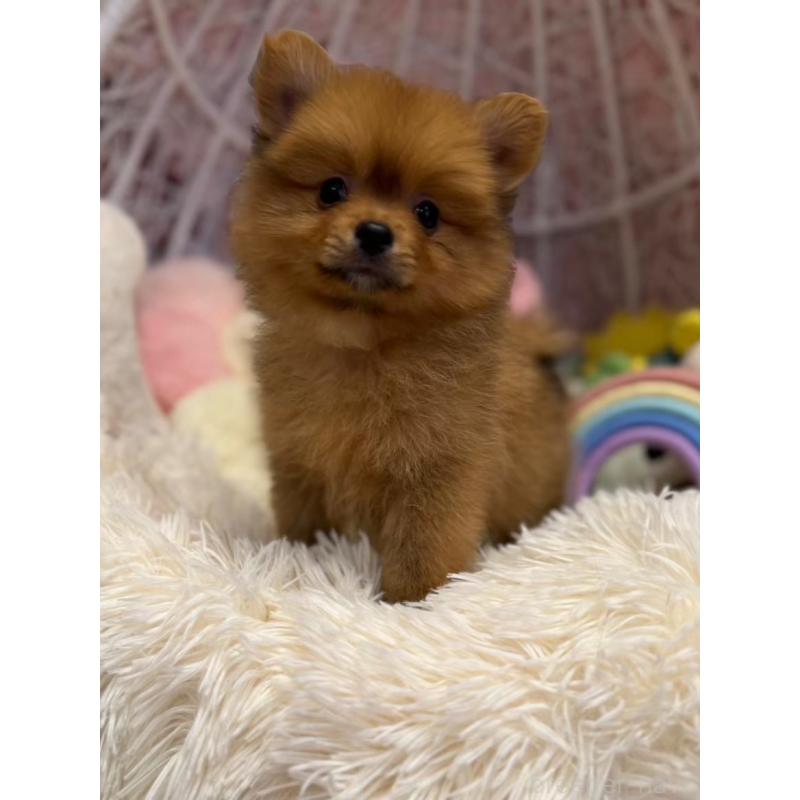 成約済の山形県のポメラニアン-381887の2枚目