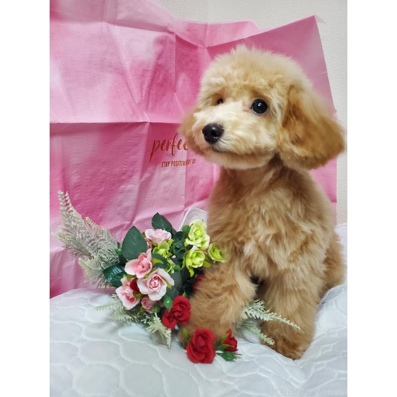 販売中の千葉県のタイニープードル-395513の4枚目