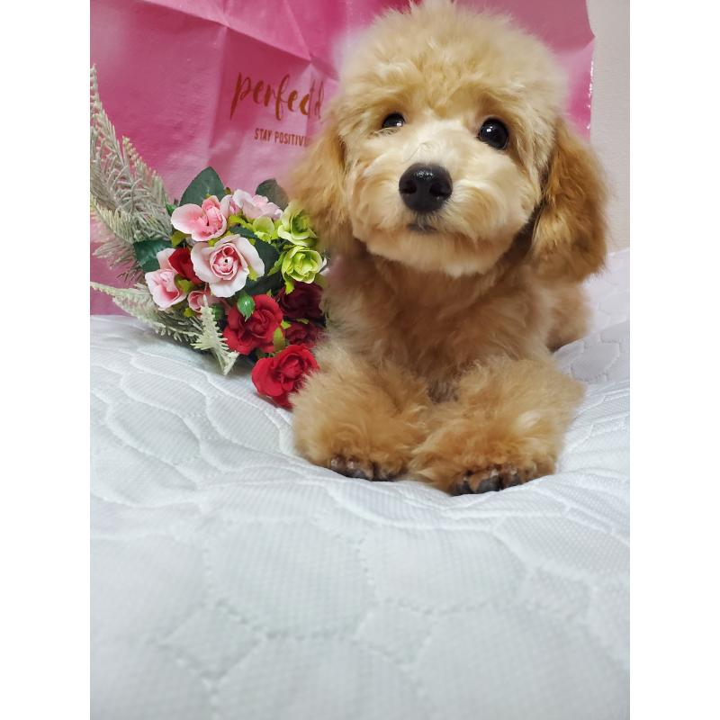 販売中の千葉県のタイニープードル-395513の3枚目