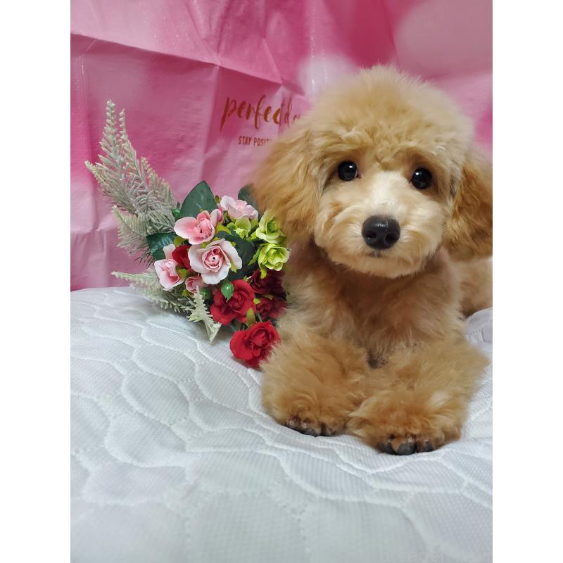 販売中の千葉県のタイニープードル-395513の2枚目