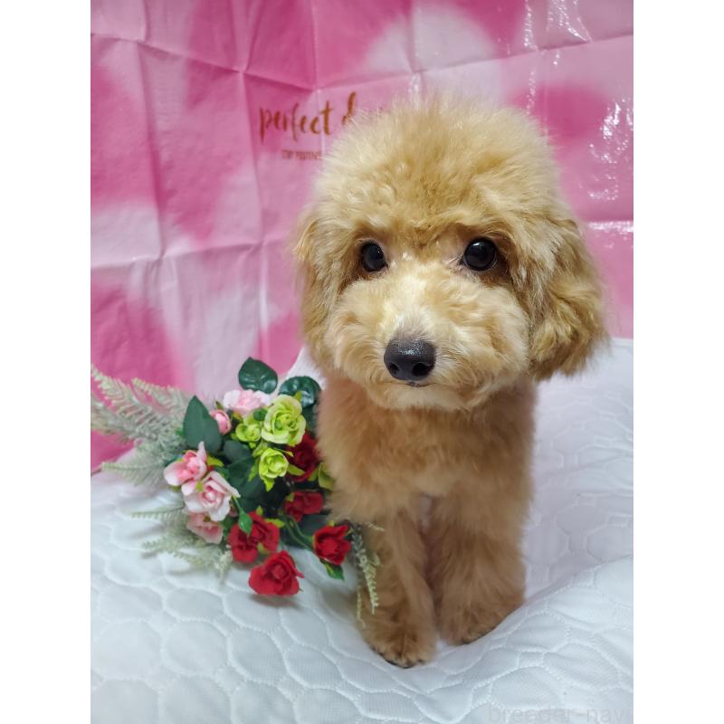 商談中の千葉県のタイニープードル-395507の4枚目