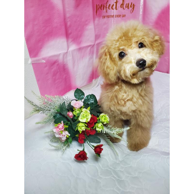 商談中の千葉県のタイニープードル-395507の3枚目