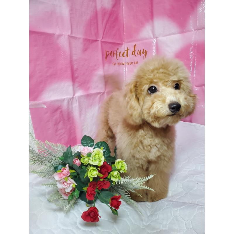 商談中の千葉県のタイニープードル-395507の2枚目