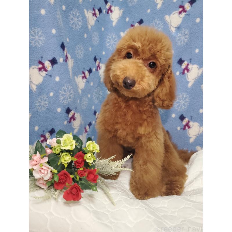 販売中の千葉県のトイプードル-395501の4枚目