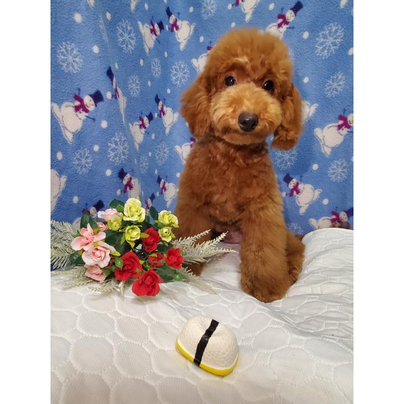 販売中の千葉県のトイプードル-395501の3枚目