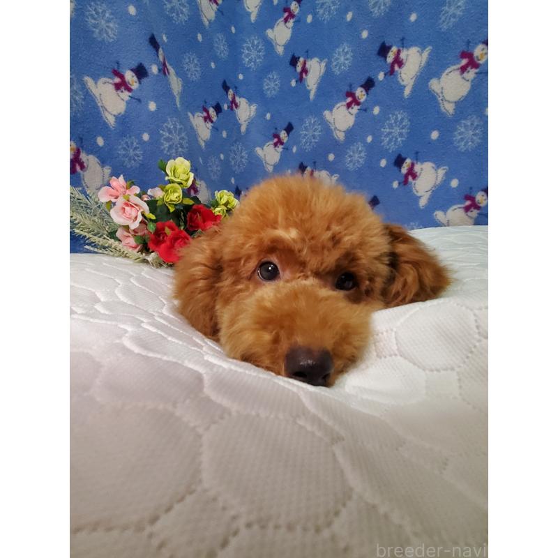 販売中の千葉県のトイプードル-395501の2枚目