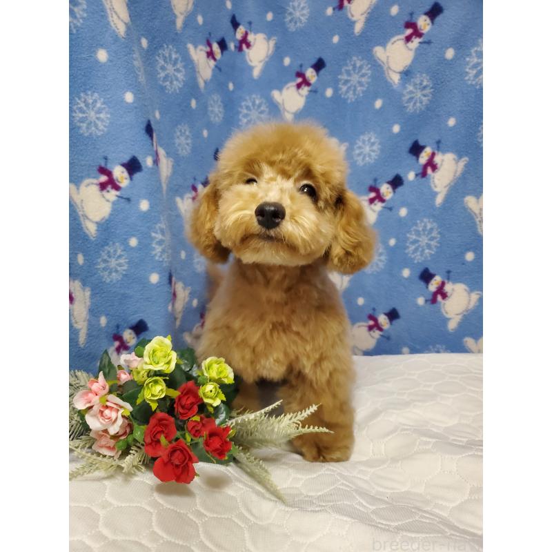 販売中の千葉県のタイニープードル-395496の4枚目