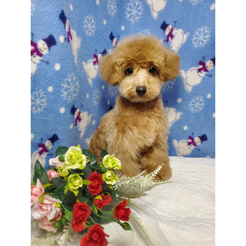 販売中の千葉県のタイニープードル-395496の3枚目