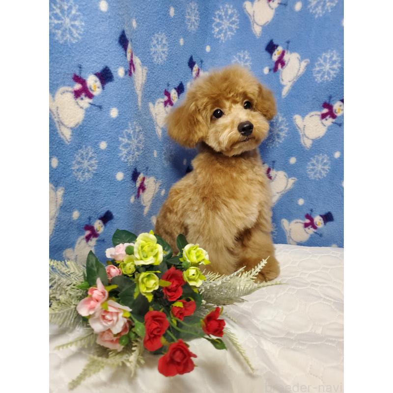 販売中の千葉県のタイニープードル-395496の2枚目